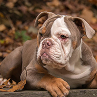 American Bulldogs 