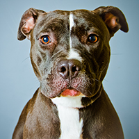 American Pit Bull Terrier