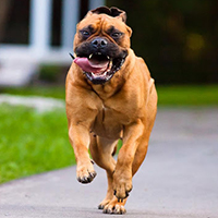 Bull Mastiffs
