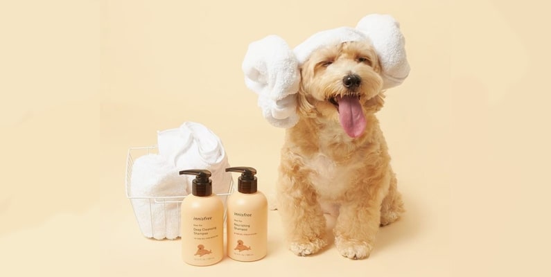 Dog Care and Essentials