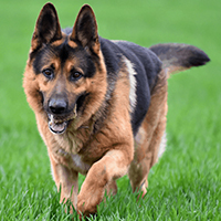German shepherd 