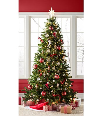 Norwood Fir Green Spruce tree