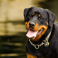 Rottweiler 