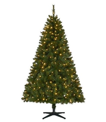 Wesley long needle pine tree