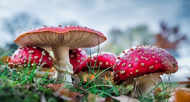 A Beginner's Guide to Amanita Muscaria Mushroom Gummies