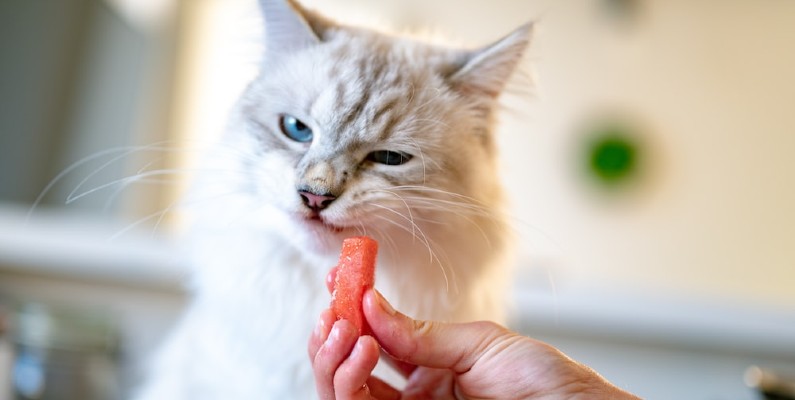 Common Human Foods Cats Can & Can’t Eat