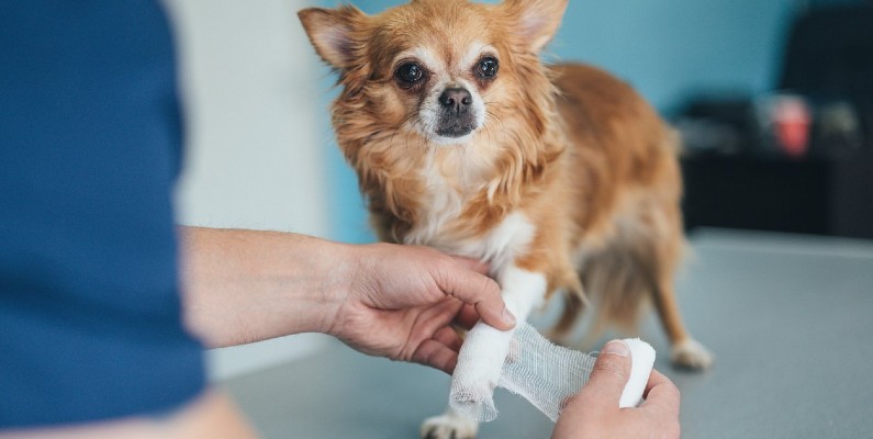 Knee Brace for Your Small Dog? Here Are Reasons Why They Can Be Useful